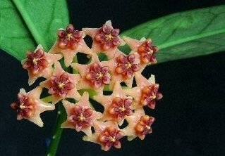 Hoya Lobbii orange - kokulu mum çiçeği 10-20 cm boyda mini saksıda köklü.Güçlü sürgünlü (kod:new115c)