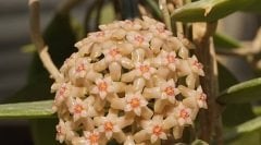Hoya Bogor-  kokulu mum çiçeği 2 yaprak toprak da köklü ve Sürgünlü (kod:new124a)