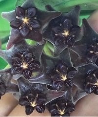 Hoya Lobbii black - mum çiçeği 10-20 cm boyda mini saksıda köklü.Güçlü sürgünlü (kod:new125c)