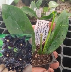 Hoya Lobbii black - mum çiçeği 10-20 cm boyda mini saksıda köklü.Güçlü sürgünlü (kod:new125c)