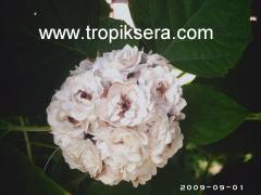 Kod:y55 Arap ful - Clerodendrum Fragrans (40-60 cm)