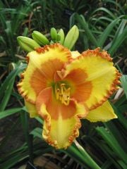 Kod:hem34 Hemerocallis 'Irresistable Charm' Daylily Hardy Perennial (Çiçek açabilecek sağlıklı 1adet rizom)