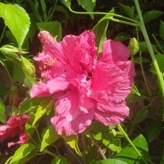 Kod:hib08 koyu pembe renkli katmerli (duble) japon gülü, hibiscus (50-80 cm boyda)