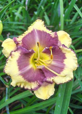 Kod:hem35  Hemerocallis 'Blueberry Cream' Daylily Hardy Perennial (Çiçek açabilecek sağlıklı 1adet rizom)