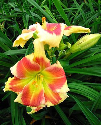 Kod:hem36  Hemerocallis 'Tropical Passion' Daylily Hardy Perennial (Çiçek açabilecek sağlıklı 1adet rizom)