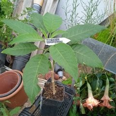 Kod:br012 Yoğun kokulu, Meleklerin boruları( katmerli turuncu) - Duble brugmansia sp, Angels trumpet, 2 yaşında