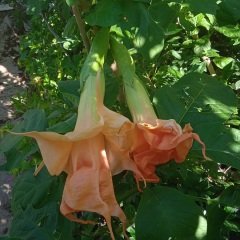 Kod:br012 Yoğun kokulu, Meleklerin boruları( katmerli turuncu) - Duble brugmansia sp, Angels trumpet, 2 yaşında