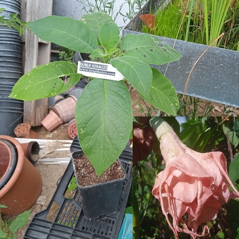 Kod:br013 Yoğun kokulu, Meleklerin boruları( katmerli kırmızı) - Duble brugmansia sp, Angels trumpet, 2 yaşında