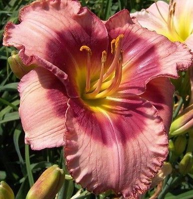 Kod:hem39 Hemerocallis 'Dan mahony' Daylily Hardy Perennial (Çiçek açabilecek sağlıklı 1adet rizom)