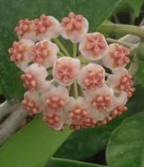Büyük yapraklı, hoya kerrii pubescent -  kokulu mum çiçeği 10-20 cm boyda mini saksıda köklü.Güçlü sürgünlü (kod:new127c)