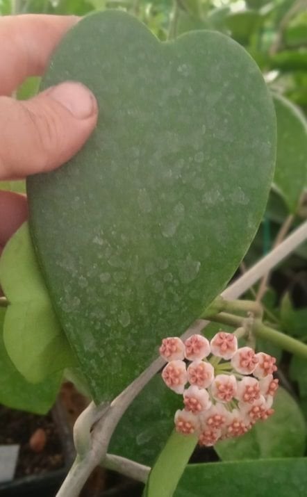 Büyük yapraklı, hoya kerrii pubescent -  kokulu mum çiçeği 10-20 cm boyda mini saksıda köklü.Güçlü sürgünlü (kod:new127c)