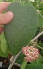 Büyük yapraklı, hoya kerrii pubescent -  kokulu mum çiçeği  30 - 50 cm boyda, saksıda köklü ve sürgünde (kod:new127b)