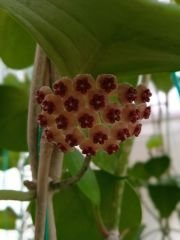 Kokulu mum çiçeği (Hoya obovata) 150 - 200 cm arası boyda tomurcuklu Anaç (Kod:mum227xl)