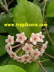 Kokulu mum çiçeği (Hoya motoskei) 150 - 200 cm arası boyda tomurcuklu Anaç (Kod:mum228xl)