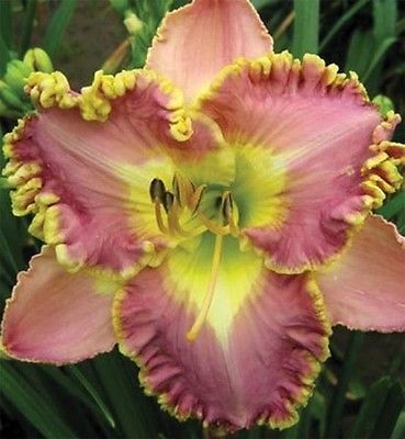 Kod:hem41 Hemerocallis ''Lavender Tutu'' Daylily Hardy Perennial (Çiçek açabilecek sağlıklı 1adet rizom)