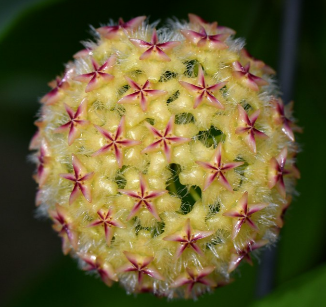 hoya mindorensis yellow -  mum çiçeği 2 yaprak toprak da surgunlu köklü ve sürgünlü (kod:new129a)