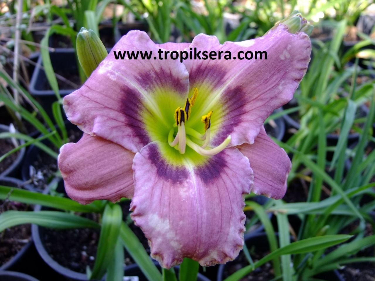 Kod:hem45  Hemerocallis 'Never Ending Fantasy' Daylily Hardy Perennial (Çiçek açabilecek sağlıklı 1adet rizom)