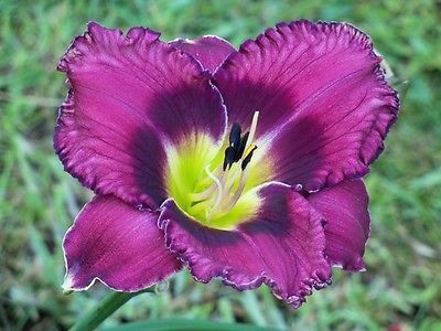 Kod:hem48 Hemerocallis ''Forgotten Dreams' Daylily Hardy Perennial (Çiçek açabilecek sağlıklı 1adet rizom)