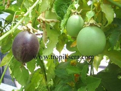 kod:pass01  Passion fruit (80 - 100 cm boyda. 2 yaşında )