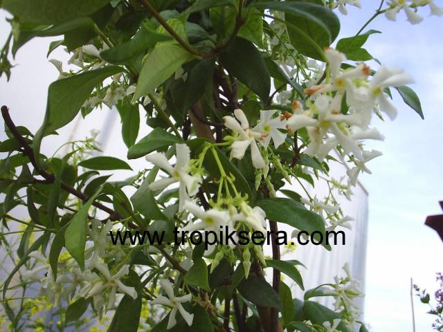 Kod:y07  Pervane çiçekli yasemin-Rhynchospermum jasminoides(5 yaş, 120cm-150 cm boy)