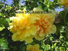 Kod:hib02 Sarı renkli katmerli (duble) japon gülü, hibiscus (50-80 cm boyda)
