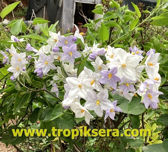 Kod:y814 Mavi solanum yasemin, Solanum Jasminoides (6 yaş 150 - 200 cm boy)