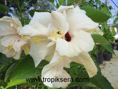 Kod:hib07 Beyaz renkli katmerli (duble) japon gülü, hibiscus (50-80 cm boyda)
