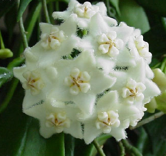 Hoya longifolia Kokulu mum çiçeği 20 - 30 cm boyda orta boy, güçlü sürgünlü, saksıda köklü gelişmekte (Kod: 39)