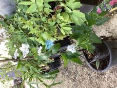 Kod:y815 Mavi solanum yasemin, Solanum Jasminoides (yeni üretim 30-50 cm boy)
