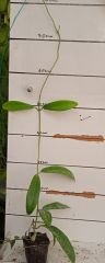 Hoya meliflua ssp. Fraterna, mum çiçeği 30-50 cm boyda orta boy, güçlü sürgünlü, saksıda köklü gelişmekte (Kod: 41)