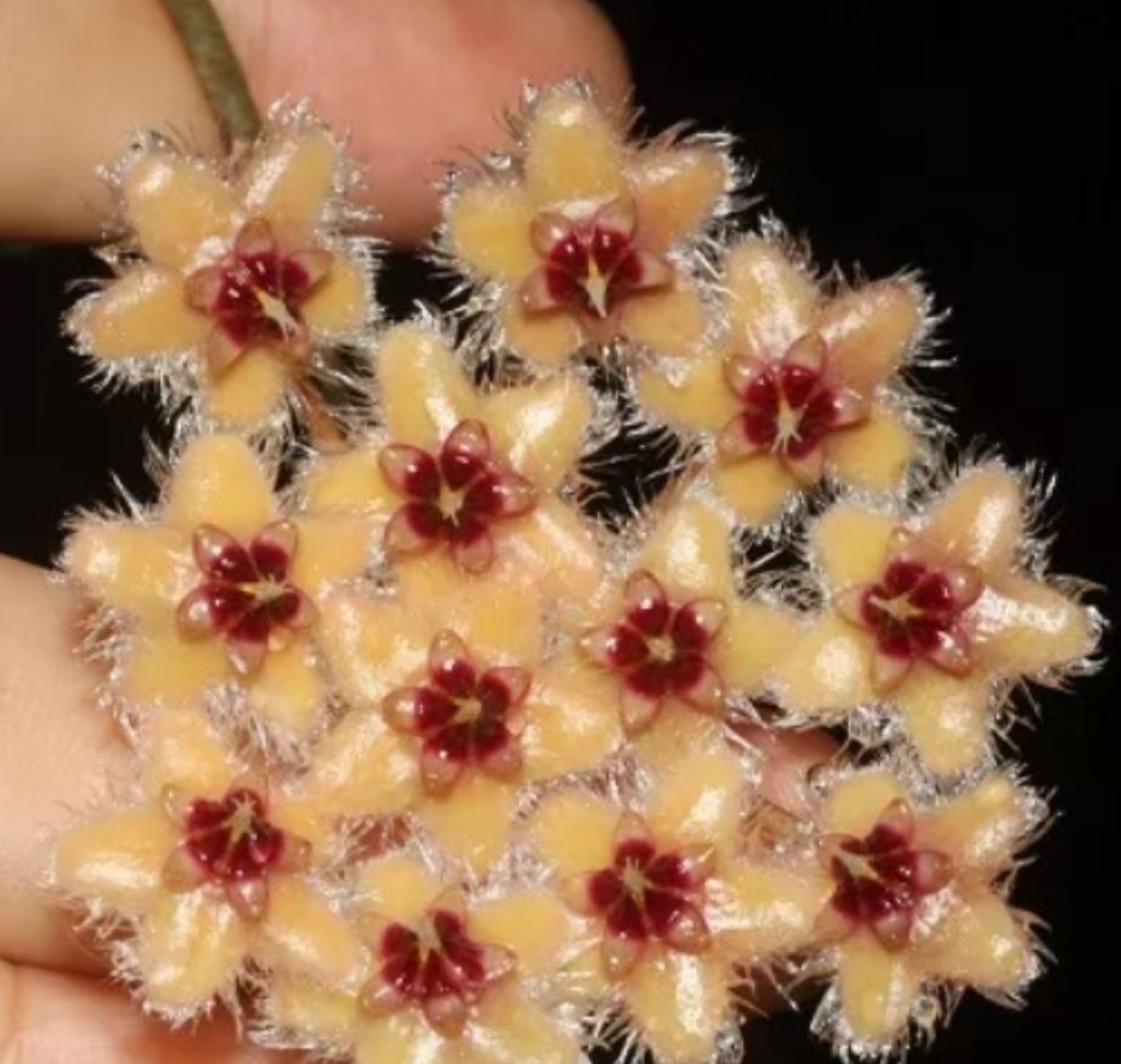 Hoya Caudata gold - kokulu mum çiçeği 2 -4 yaprak toprak da köklü ve sürgünlü (kod:new134a)