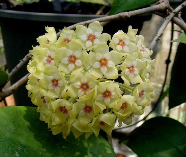 Hoya rigida - Kokulu mum çiçeği  80 -150cm arası  boyda orta boy, güçlü sürgünlü, saksıda köklü gelişmekte (Kod: 50)