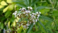 Kod:kly02 Kolonya çalısı - Aloysia triphylla - Lemon verbena 20-30 cm boyda, (yaprakları limon gibi yoğun kokar)(Kopya)