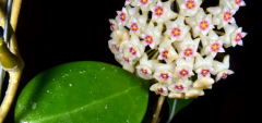 Hoya sp. Acuta (RB-Mini) EPC-199 - Kokulu mum çiçeği 20 - 30 cm boyda orta boy, güçlü sürgünlü, saksıda köklü gelişmekte (Kod: 55)
