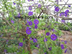 Kod:sol02 Ağaç maviş, 40-80 cm boyda (Solanum rantonetti)