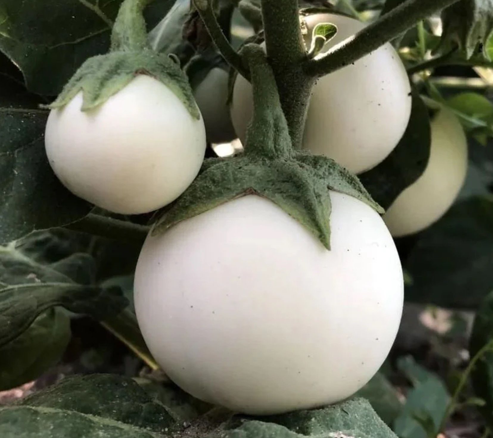 Big white patlıcan fidesi