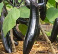Thin long black patlıcan fidesi