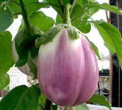 Rosa bianca patlıcan fidesi