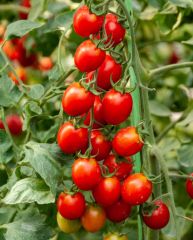 Heirloom red cherry domates fidesi