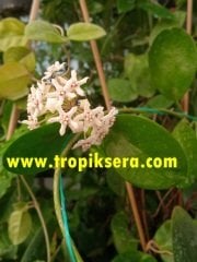 Hoya australis Kokulu mum çiçeği  10-20 cm boyda mini saksıda köklü.Güçlü sürgünlü (kod:mum27c)