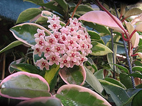 Hoya carnosa ''krimson Queen'' Kokulu mum çiçeği  10-20 cm boyda mini saksıda köklü.Güçlü sürgünlü (kod:mum30c)