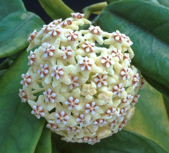 Hoya globulosa Kokulu mum çiçeği  10-20 cm boyda mini saksıda köklü.Güçlü sürgünlü (kod:mum35c)