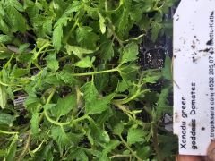 Xanadu green domates fidesi