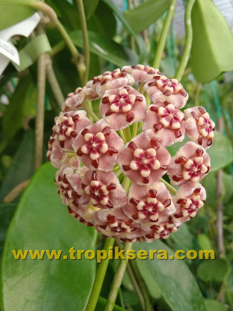 Hoya meliflua ssp. Fraterna, mum çiçeği  10-20 cm boyda mini saksıda köklü.Güçlü sürgünlü (kod:mum41c)