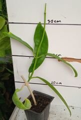 Hoya meliflua ssp. Fraterna, mum çiçeği  10-20 cm boyda mini saksıda köklü.Güçlü sürgünlü (kod:mum41c)