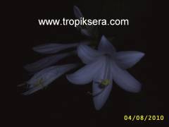 Kod:riz04 Kokulu Hosta: plantaginea var- grandiflora (August Lily)
