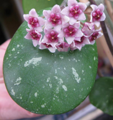 Hoya obovata -  Kokulu mum çiçeği 30 - 50 cm boyda orta boy, güçlü sürgünlü, saksıda köklü gelişmekte (Kod: 62)