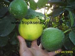 Kod:na35 Jumbo limon (6 yaş, 80-120 cm boy)