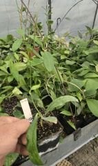 Hoya scortechinii - Kokulu mum çiçeği 20-30 cm boyda mini saksıda köklü.Güçlü sürgünlü (kod:new161b)