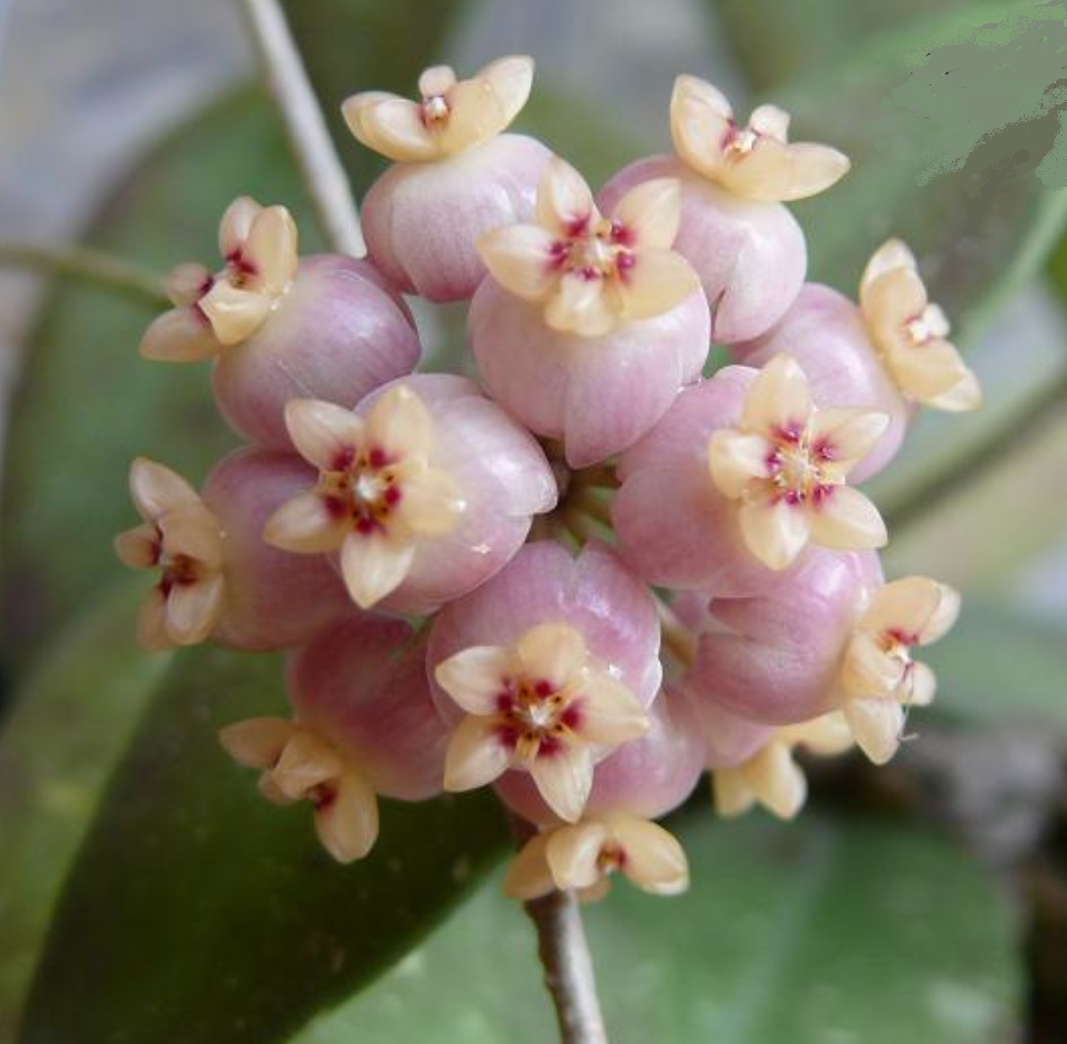 Hoya scortechinii - Kokulu mum çiçeği 20-30 cm boyda mini saksıda köklü.Güçlü sürgünlü (kod:new161b)